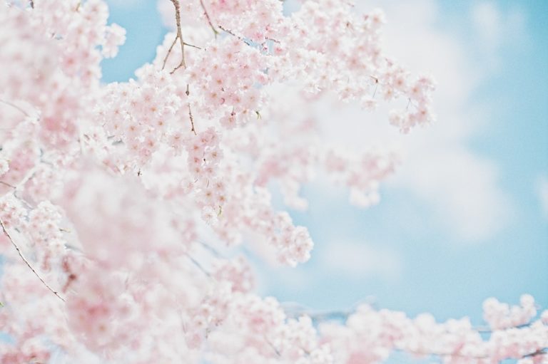 JUNO PHOTO PLAN ~SAKURA~